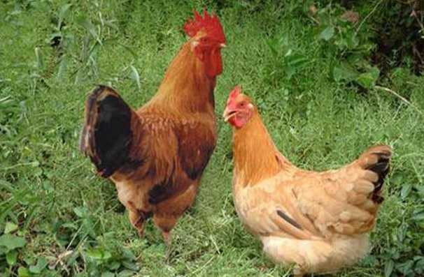 金寨土鸡养殖
